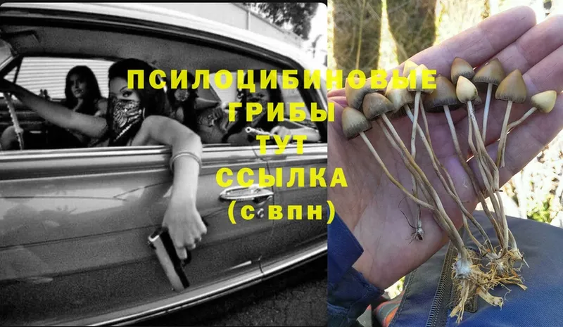 Псилоцибиновые грибы Cubensis  Козьмодемьянск 